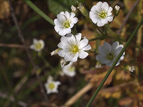 Western field mouse-ear chickweed: Cerastium viride—western field mouse-eared chickweed