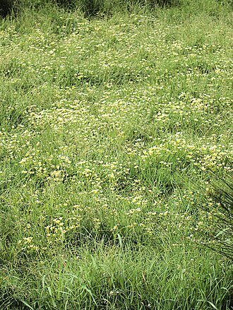 Western field mouse-ear chickweed: Cerastium viride