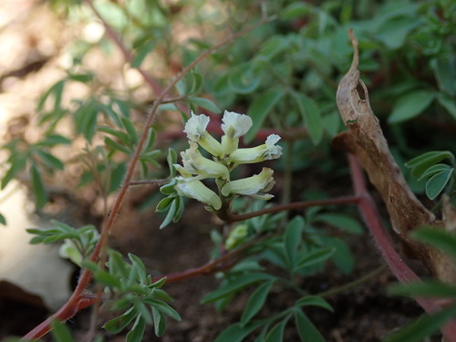 Climbing corydalis (Ceratocapnos claviculata)