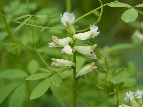 Climbing corydalis: Rankender Lerchensporn in einem Waldstück bei Barnstorf (Wolfsburg), Niedersachsen, Deutschland