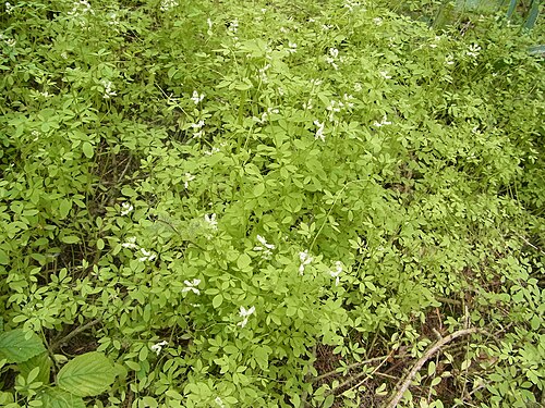 Climbing corydalis: Rankender Lerchensporn in einem Waldstück bei Barnstorf (Wolfsburg), Niedersachsen, Deutschland