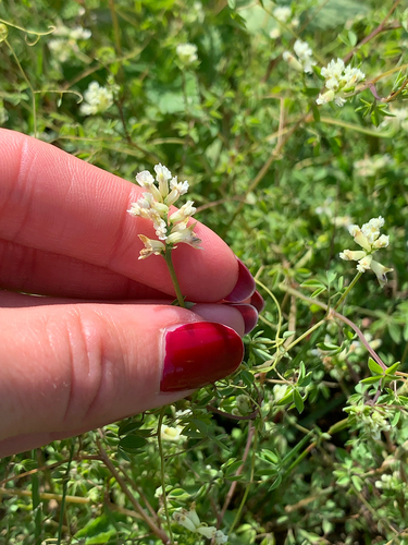 Climbing corydalis (Ceratocapnos claviculata)