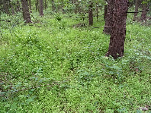 Climbing corydalis: Rankender Lerchensporn in einem Waldstück bei Barnstorf (Wolfsburg), Niedersachsen, Deutschland
