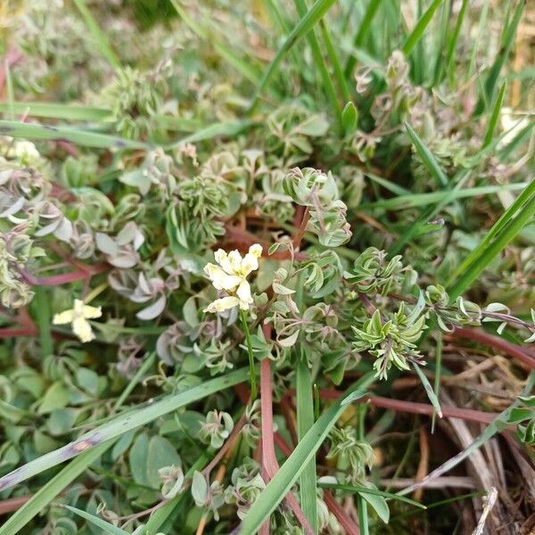 Climbing corydalis (Ceratocapnos claviculata)
