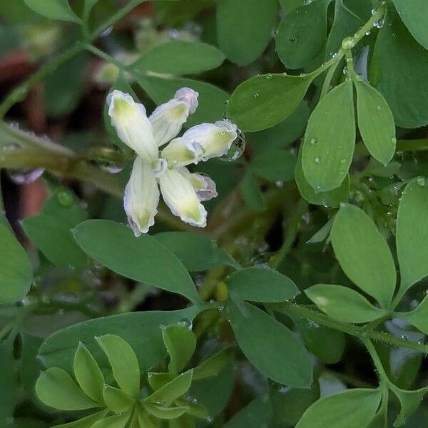 Climbing corydalis (Ceratocapnos claviculata)