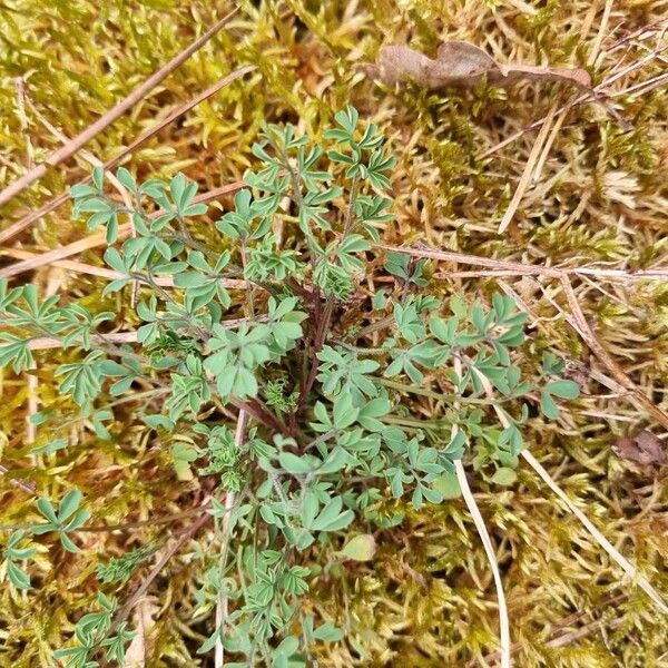 Climbing corydalis (Ceratocapnos claviculata)