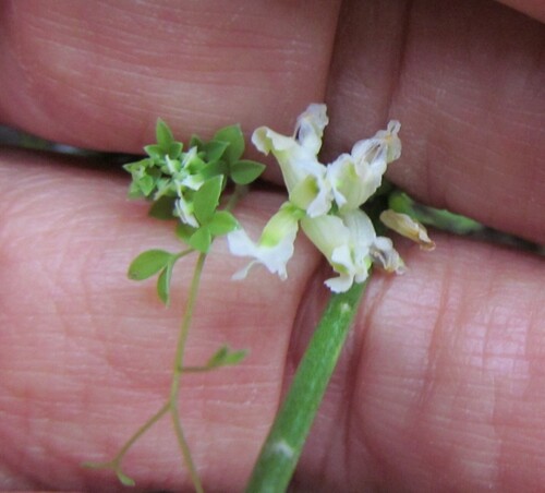 Climbing corydalis (Ceratocapnos claviculata)