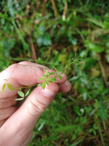 Climbing corydalis (Ceratocapnos claviculata)