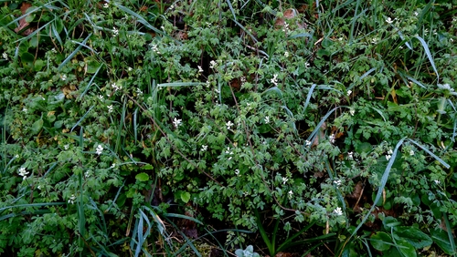 Climbing corydalis (Ceratocapnos claviculata)