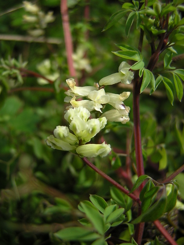 Climbing corydalis (Ceratocapnos claviculata)