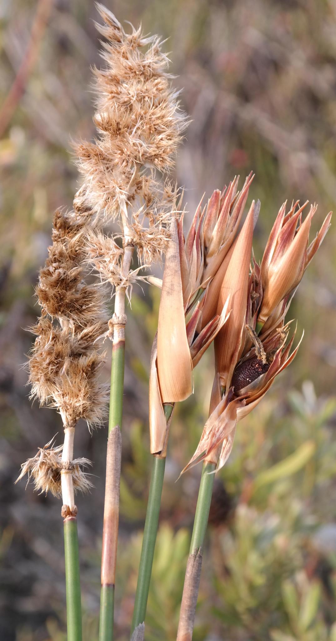 Elephant quills: Silver Arrowreed ( Ceratocaryum argenteum ) photographed in Eden, Western Cape, South Africa.