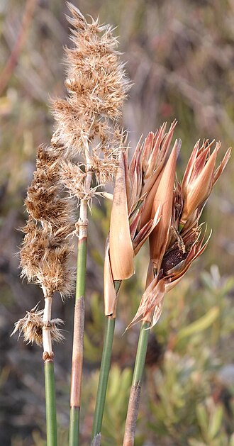 Elephant quills: Silver Arrowreed ( Ceratocaryum argenteum ) photographed in Eden, Western Cape, South Africa.