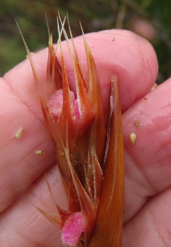 Elephant quills (Ceratocaryum argenteum)
