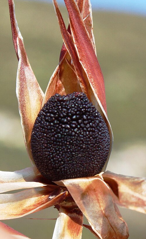 Elephant quills: Silver Arrowreed ( Ceratocaryum argenteum ) photographed in Overberg, Western Cape, South Africa