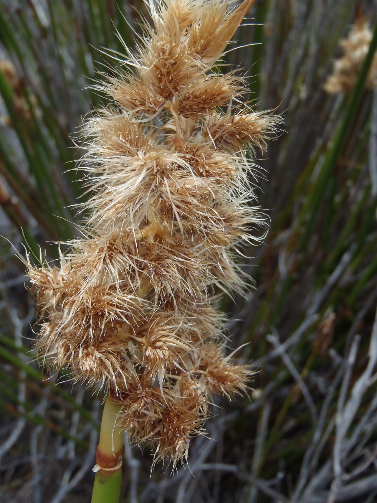 Elephant quills: Silver Arrowreed ( Ceratocaryum argenteum ) photographed in Overberg, Western Cape, South Africa