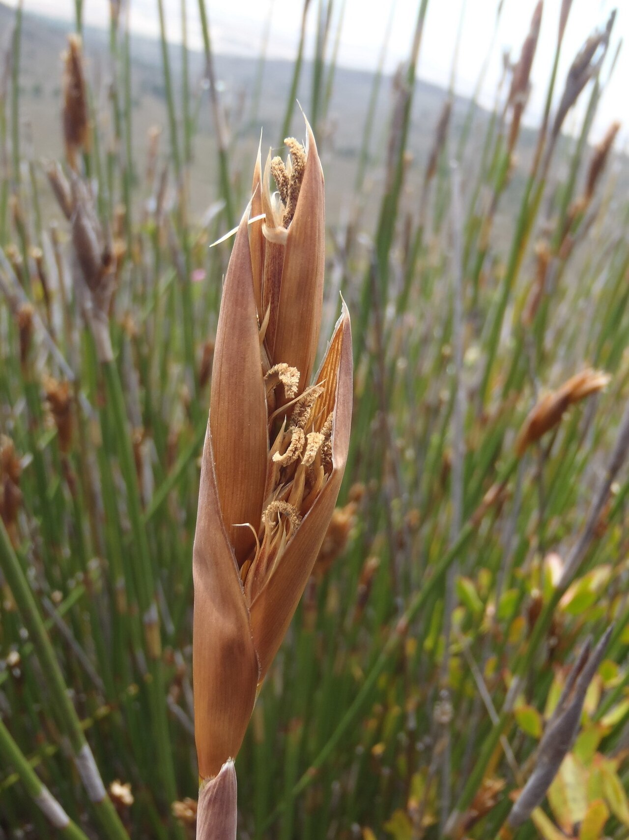 Elephant quills: Silver Arrowreed ( Ceratocaryum argenteum ) photographed in Overberg, Western Cape, South Africa
