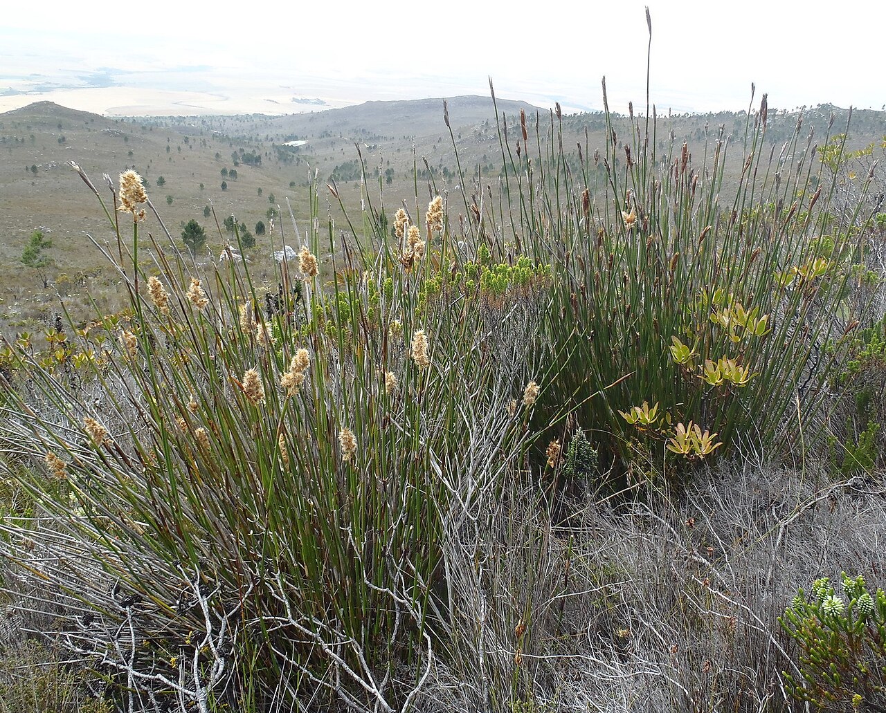 Elephant quills: Silver Arrowreed ( Ceratocaryum argenteum ) photographed in Overberg, Western Cape, South Africa