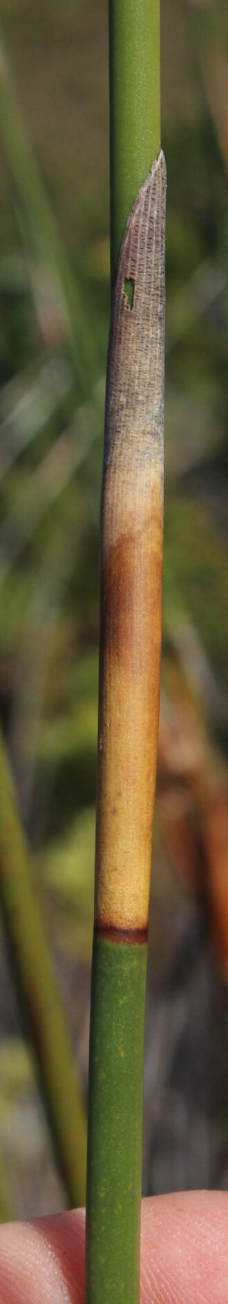 Elephant quills: Silver Arrowreed ( Ceratocaryum argenteum ) photographed in Overberg, Western Cape, South Africa
