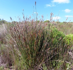 Elephant quills (Ceratocaryum argenteum)