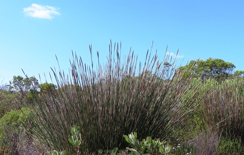 Elephant quills (Ceratocaryum argenteum)