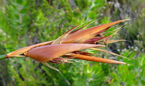 Elephant quills (Ceratocaryum argenteum)