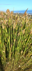 Ceratocaryum caespitosum (Ceratocaryum caespitosum)