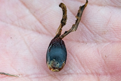 Ceratocaryum caespitosum (Ceratocaryum caespitosum)