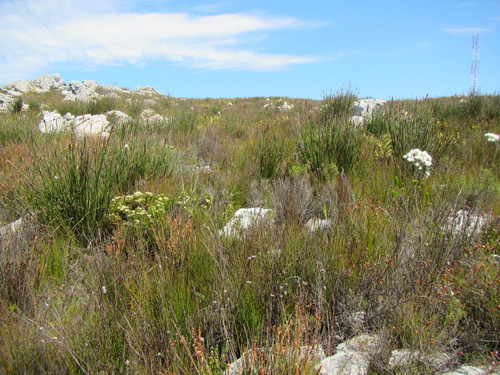 Ceratocaryum caespitosum (Ceratocaryum caespitosum)