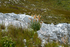 Ceratocaryum caespitosum (Ceratocaryum caespitosum)