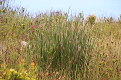 Ceratocaryum caespitosum (Ceratocaryum caespitosum)
