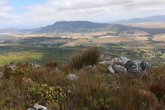 Ceratocaryum caespitosum (Ceratocaryum caespitosum)