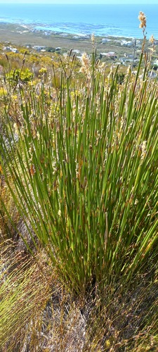 Ceratocaryum caespitosum (Ceratocaryum caespitosum)