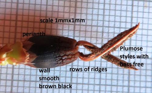 Ceratocaryum caespitosum (Ceratocaryum caespitosum)