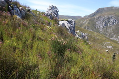 Ceratocaryum caespitosum (Ceratocaryum caespitosum)