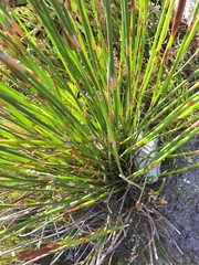 Ceratocaryum caespitosum (Ceratocaryum caespitosum)