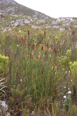 Ceratocaryum caespitosum (Ceratocaryum caespitosum)