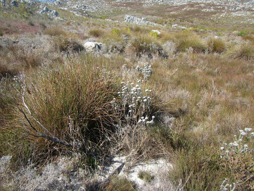 Ceratocaryum fimbriatum (Ceratocaryum fimbriatum)