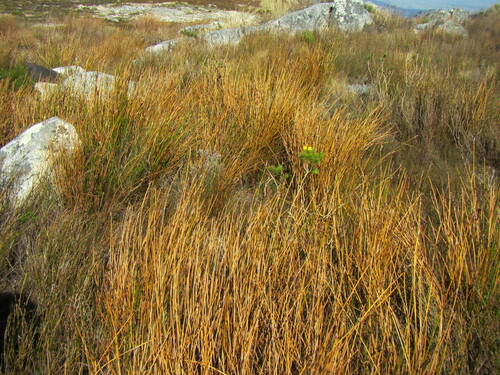 Ceratocaryum fimbriatum (Ceratocaryum fimbriatum)