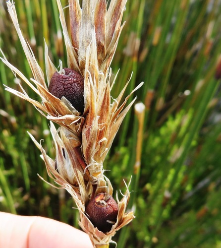 Ceratocaryum persistens (Ceratocaryum persistens)