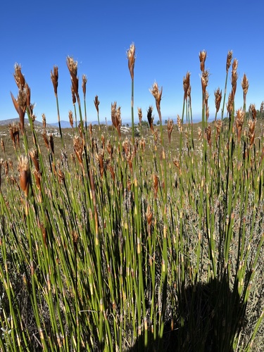 Ceratocaryum persistens (Ceratocaryum persistens)