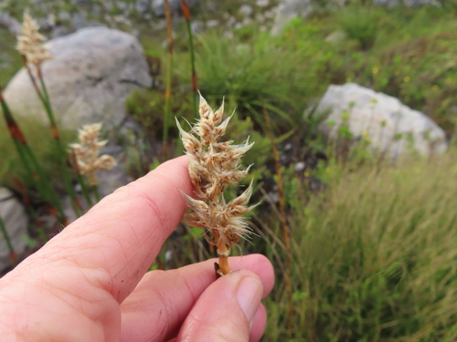 Ceratocaryum persistens (Ceratocaryum persistens)