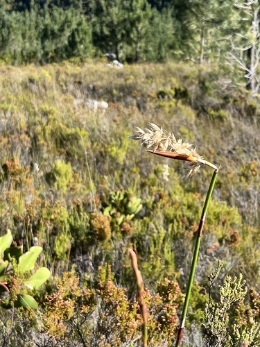 Ceratocaryum persistens (Ceratocaryum persistens)