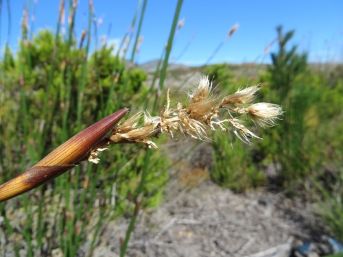 Ceratocaryum persistens (Ceratocaryum persistens)