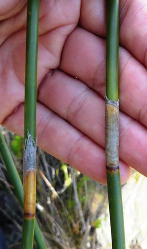 Ceratocaryum persistens (Ceratocaryum persistens)