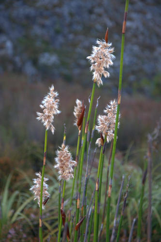 Ceratocaryum persistens (Ceratocaryum persistens)