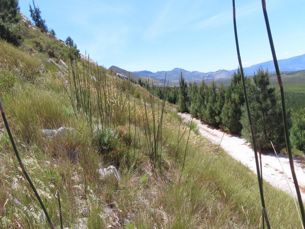 Ceratocaryum persistens (Ceratocaryum persistens)