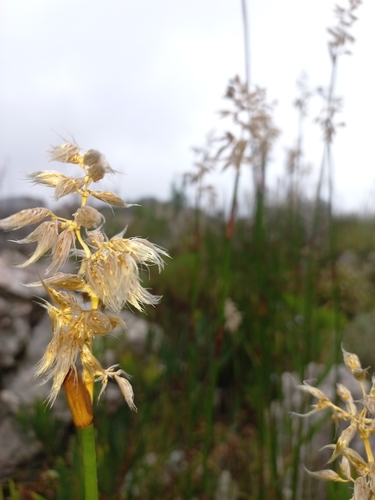 Ceratocaryum persistens (Ceratocaryum persistens)
