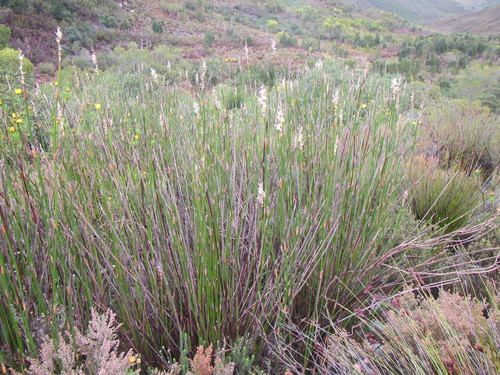 Ceratocaryum persistens (Ceratocaryum persistens)