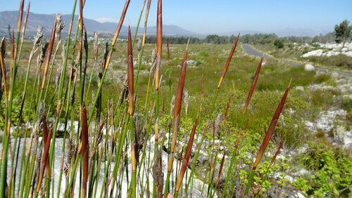 Ceratocaryum persistens (Ceratocaryum persistens)