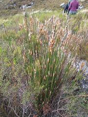 Ceratocaryum persistens (Ceratocaryum persistens)